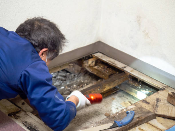 Attic Mold Removal in Manheim, PA