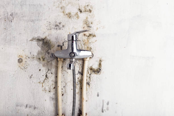 Best Mold Damage Repair  in Manheim, PA