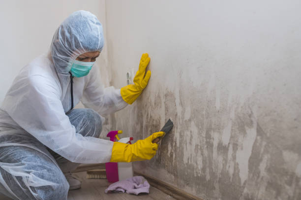 Mold Removal Process in Manheim, PA