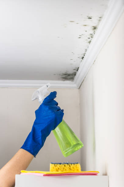 Best Certified Mold Removal  in Manheim, PA